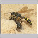 Mellinus arvensis - Kotwespe w04 mit Fliege.jpg